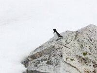 Alle alle 33, Kleine alk, Saxifraga-Bart Vastenhouw