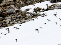 Alle alle 38, Kleine alk, Saxifraga-Bart Vastenhouw