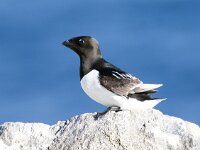 Alle alle 4, Kleine alk, Saxifraga-Bart Vastenhouw