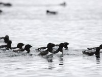 Alle alle 40, Kleine alk, Saxifraga-Bart Vastenhouw