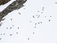 Alle alle 44, Kleine alk, Saxifraga-Bart Vastenhouw