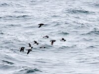 Alle alle 47, Kleine alk, Saxifraga-Bart Vastenhouw