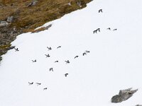 Alle alle 48, Kleine alk, Saxifraga-Bart Vastenhouw