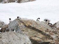 Alle alle 5, Kleine alk, Saxifraga-Bart Vastenhouw