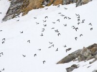 Alle alle 53, Kleine alk, Saxifraga-Bart Vastenhouw