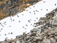 Alle alle 55, Kleine alk, Saxifraga-Bart Vastenhouw