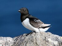 Alle alle 8, Kleine alk, Saxifraga-Bart Vastenhouw