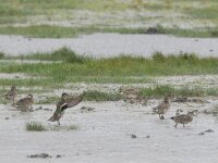 Anas crecca 56, Wintertaling, Saxifraga-Tom Heijnen
