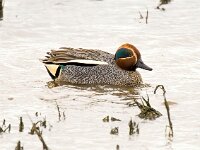 Anas crecca 64, Wintertaling, Saxifraga-Bart Vastenhouw