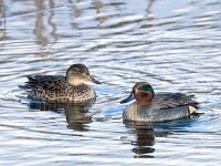 Anas crecca 69, Wintertaling, adult pair, Saxifraga-Theo Verstrael