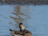 Anas crecca 72, Wintertaling, adult female, Saxifraga-Theo Verstrael