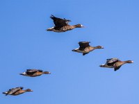 Group of Greater White-fronted Goose (Anser albifrons) in Formation during Migration  Migratory Geese setting in for Landing : Netherlands, albifrons, animal, anser, autumn, background, beautiful, bird, blue, close, closeup, duck, ducks, environment, europe, fall, fauna, flight, flock, fly, flying, formation, fowl, geese, goose, group, migrate, migrating, migration, migratory, moving, nature, north, ornithology, outdoor, season, silhouette, sky, snow, soar, south, spring, take-off, travel, v, waterfowl, wedge, wild, wildlife, wings