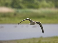 Grauwe gans in de Oostvaardersplassen; Greylag Geese at the Oost : beschermde soort, doelsoort, protected species, trigger species, vogelrichtlijn