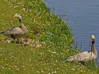Indische gans #47864 : Anser indicus, Indische gans, Bar-headed Goose