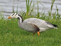 Indische gans #45753 : Anser indicus, Bar-headed Goose, Indische gans