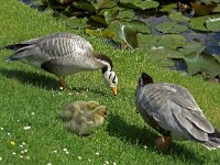 Indische gans #C0181 : Anser indicus, Bar-headed Goose, Indische gans, aduls, pullets