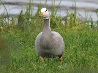 Indische gans #45756 : Anser indicus, Bar-headed Goose, Indische gans