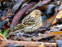 Anthus cervinus 10, Roodkeelpieper, Saxifraga-Bart Vastenhouw