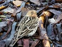 Anthus cervinus 12, Roodkeelpieper, Saxifraga-Bart Vastenhouw
