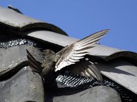 Apus apus 5, Gierzwaluw, artificial nest, Saxifraga-Piet Munsterman