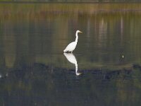 Ardea alba 100, Grote zilverreiger, Saxifraga-Jan Nijendijk