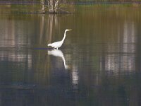 Ardea alba 114, Grote zilverreiger, Saxifraga-Jan Nijendijk