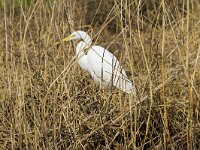 Ardea alba 127, Grote zilverreiger, Saxifraga-Jan Nijendijk