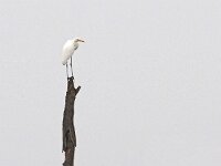Ardea alba 135, Grote zilverreiger, Saxifraga-Hans Dekker