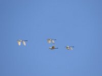 Ardea alba 155, Grote zilverreiger, Saxifraga-Peter Meininger