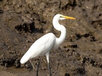 Ardea alba 22, Grote zilverreiger, Saxifraga-Bart Vastenhouw