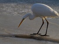 Ardea alba 23, Grote zilverreiger, Saxifraga-Jan Nijendijk