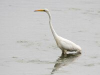 Ardea alba 33, Grote zilverreiger, Saxifraga-Bart Vastenhouw