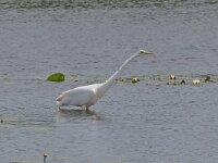 Ardea alba 35, Grote zilverreiger, Saxifraga-Henk Baptist