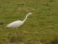 Ardea alba 44, Grote zilverreiger, Saxifraga-Jan Nijendijk