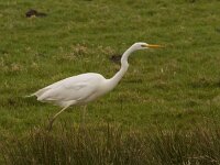 Ardea alba 47, Grote zilverreiger, Saxifraga-Jan Nijendijk