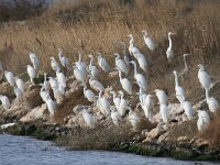 Ardea alba 65, Grote zilverreiger, Saxifraga-Dirk Hilbers