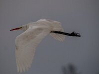 Ardea alba 72, Grote zilverreiger, Saxifraga-Luuk Vermeer