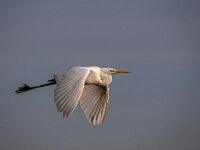 Ardea alba 85, Grote zilverreiger, Saxifraga-Luuk Vermeer