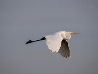Ardea alba 86, Grote zilverreiger, Saxifraga-Luuk Vermeer