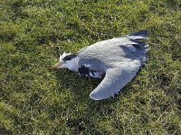 Dead grey heron (Ardea cinerea)  Dead grey heron (Ardea cinerea) : grey heron, gray heron, heron, dead, bird, fauna, avifauna, wildlife, nature, natural, death, 1, one, grass, meadow