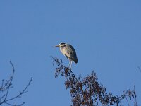 Ardea cinerea 184, Blauwe reiger, Saxifraga-Jan Nijendijk