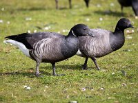 Branta bernicla 101, Rotgans, Saxifaga-Bart Vastenhouw