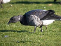Branta bernicla 111, Rotgans, Saxifaga-Bart Vastenhouw