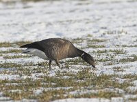 Branta bernicla 14, Rotgans, Saxifraga-Luc Hoogenstein