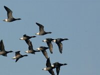 Branta bernicla 27, Rotgans, Saxifraga-Piet Munsterman