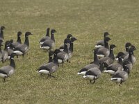 Branta bernicla 36, Rotgans, Saxifraga-Kees van Berkel : Blue Elephant