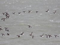 Branta bernicla 40, Rotgans, Saxifraga-Peter Meininger