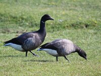 Branta bernicla 42, Rotgans, Saxifraga-Bart Vastenhouw
