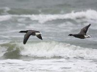 Branta bernicla 44, Rotgans, Saxifraga-Bart Vastenhouw