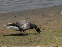Branta bernicla 49, Rotgans, Saxifraga-Jan van der Straaten